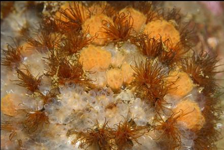 cemented tube worms and tunicates