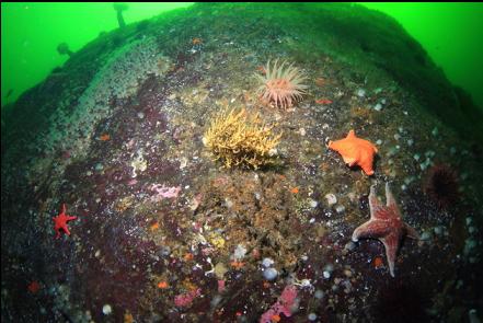 yellow branching sponge, etc.