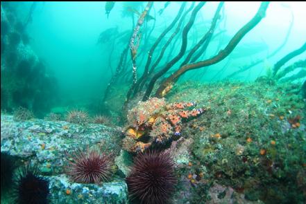 Puget Sound king crab