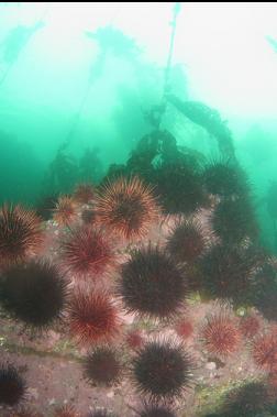 urchins at entrance to bay