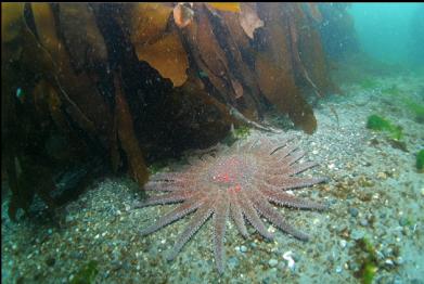 sunflower star in cove