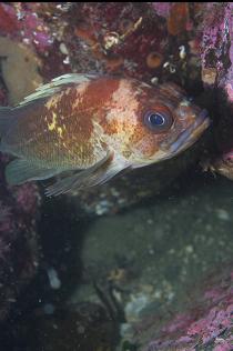 QUILLBACK ROCKFISH