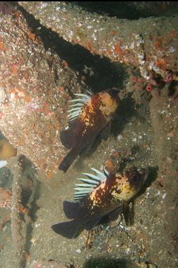 quillback rockfish