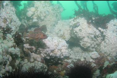 brown rockfish and white anemones