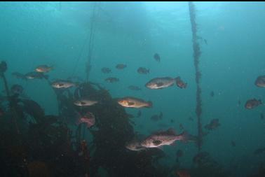 rockfish near boat