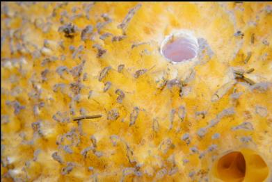 sulphur sponge and tube worm hole