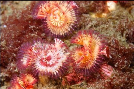 tube worms