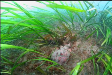 buffalo sculpin