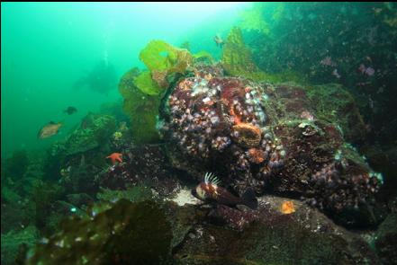 quillback rockfish and zoanthids