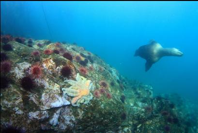 sunflower star and urchins