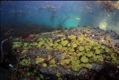 anemones under boat