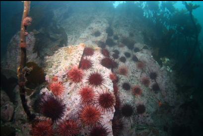 wall of urchins