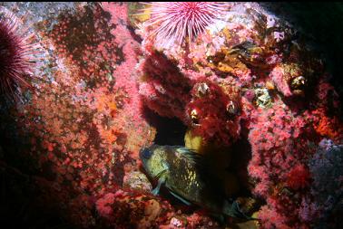 quillback rockfish