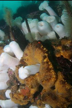 sponges and anemones