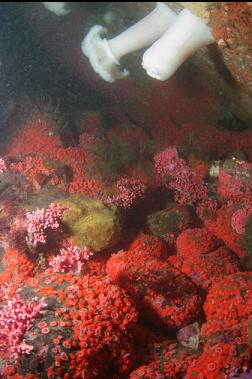 strawberry anemones