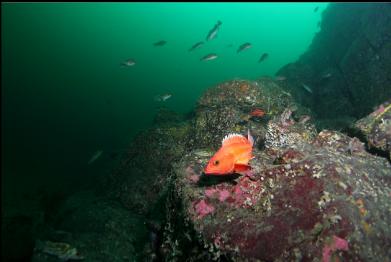 yelloweye and other rockfish