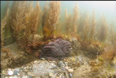 sunflower star and sargassum seaweed near beach