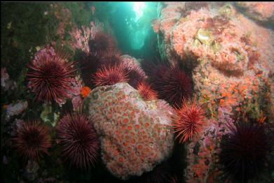 strawberry anemones