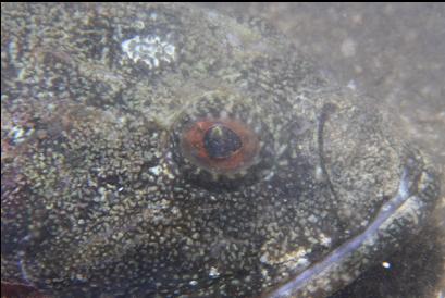 hazy photo of great sculpin in stirred up silt