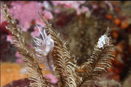 nudibranch and eggs on a hydroid