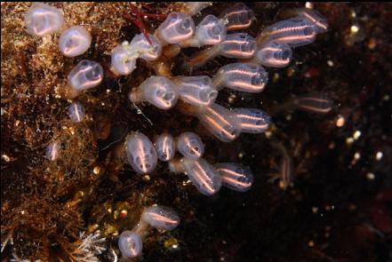 lightbulb tunicates