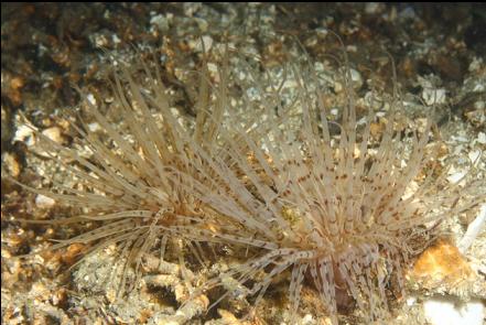 tube-dwelling anemones