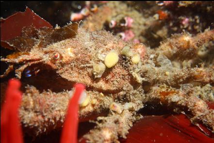 crab on an anemone