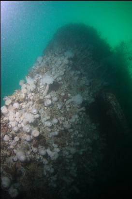 looking up under bow