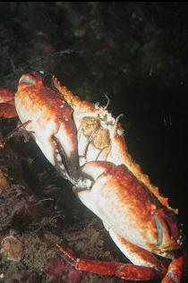 RED ROCK CRAB