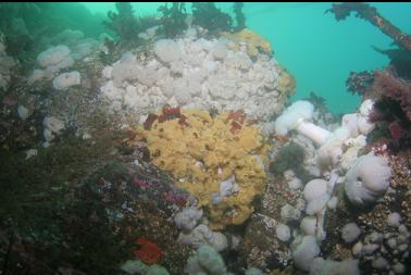 anemones and yellow sponge