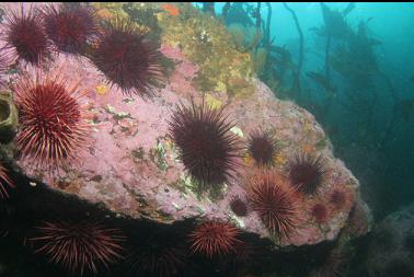 urchins in shallows