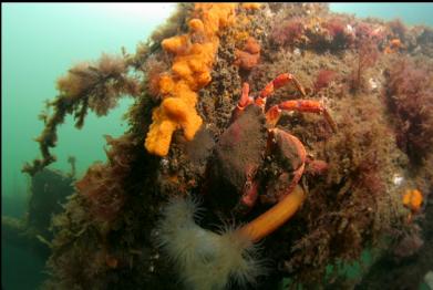 red rock crab and yellow tunicates