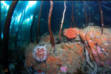 fish-eating anemones under stalked kelp