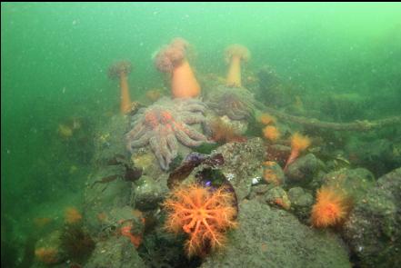 sunflower stars, cucumbers and anemones