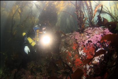 boulder under kelp