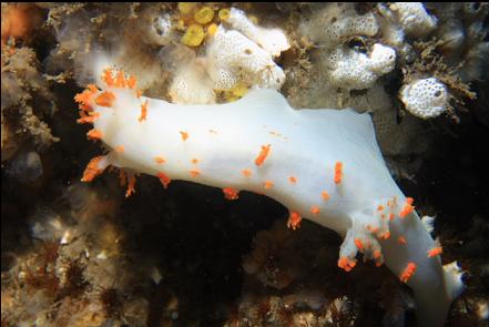 clown nudibranch