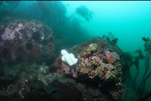 plumose anemones and giant barnacles at the tip of the reef