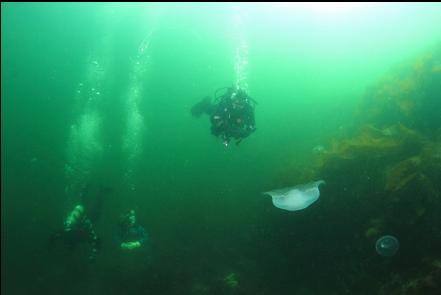 moon jellies