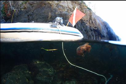 lion's mane under boat