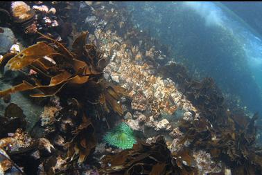 green anemone in shallows