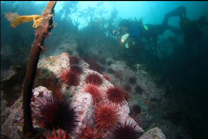 wall of urchins