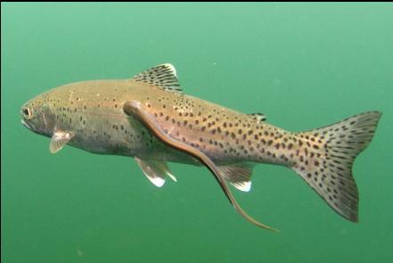 cropped close-up of trout with lamprey