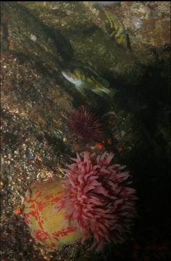 PAINTED ANEMONE AND ROCKFISH
