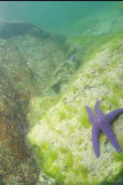 seastar near surface