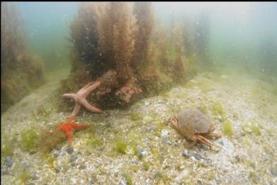 crab and seastars near beach