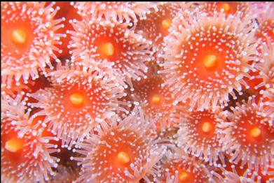 strawberry anemones