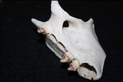 part of sea lion skull