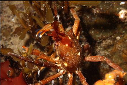 kelp crab