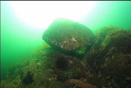 boulder in the shallows