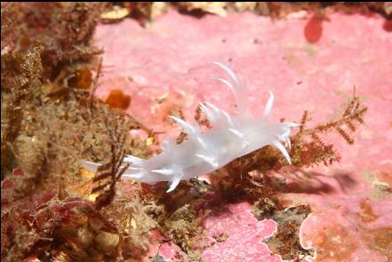 nudibranch